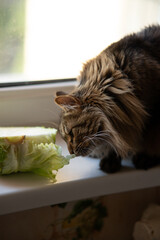 Fluffy tabby cat sitting on a windowsill and eating fresh green cabbage, funny domestic pet enjoying vegetable snack at home.