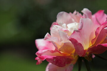 Fototapeta premium pink and white rose