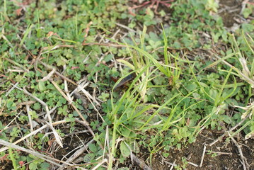 雑草が生い茂る地面のクローズアップ