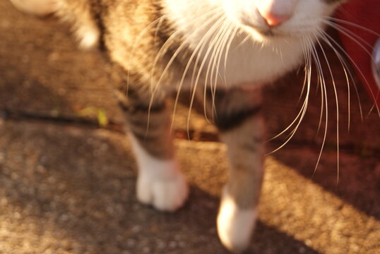 猫のひげが陽に照らされる瞬間の姿