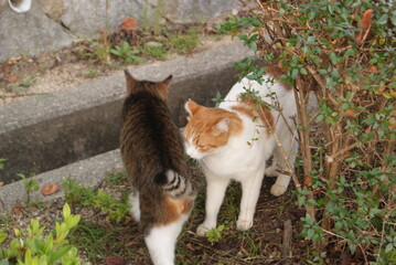 庭で戯れる2匹の猫の風景
