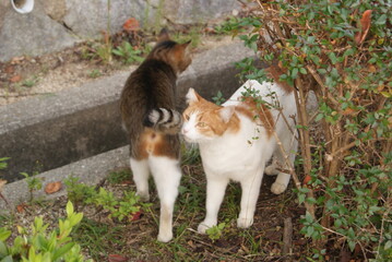庭の茂みにいる2匹の猫が歩き回る様子