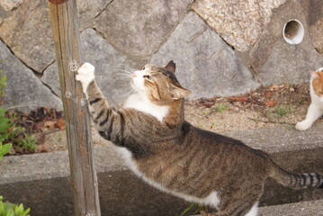 木柱に爪を立てる縞模様の猫の姿