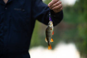 Young bearded fisherman holding a freshly caught perch on a spinning rod with a silicone lure, successful fishing on the river.