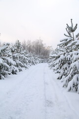 Obraz premium snow covered trees