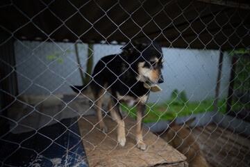 Stray dogs recovering after sterilization in an animal shelter holding area, homeless pets in post-operative care.