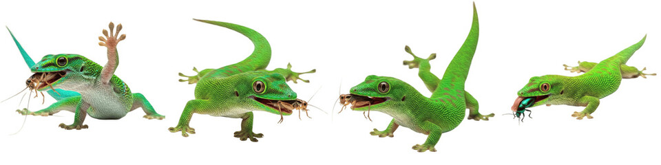 Obraz premium Set and Collection of Green Day Gecko Eating Cricket and Insects Isolated on White Transparent PNG Background