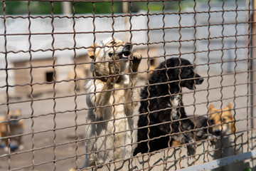 Stray dogs recovering after sterilization in an animal shelter holding area, homeless pets in post-operative care.