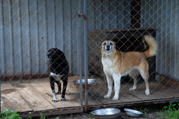 Stray dogs recovering after sterilization in an animal shelter holding area, homeless pets in post-operative care.