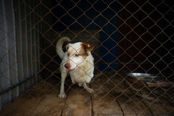 Homeless dog with amputated front legs sitting in a shelter cage, disabled stray animal waiting for adoption.