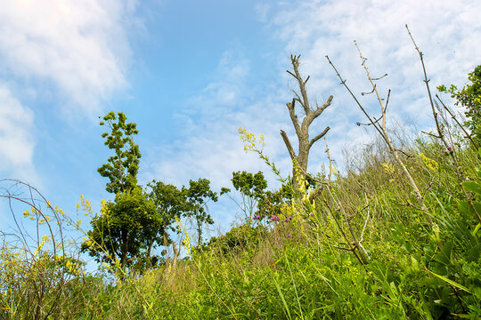 The Mongolian oak, Quercus mongolica is widespread on the seaward slopes of the Sikhote Alin Mountains and survives even on the sandy shores of the Sea of Japan.