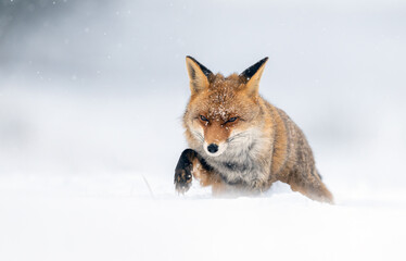 Fototapeta premium Red fox ( Vulpes vulpes ) in winter scenery