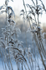 Obraz premium Frosted reeds in a quiet winter wetland with soft blue tones and shallow depth of field.