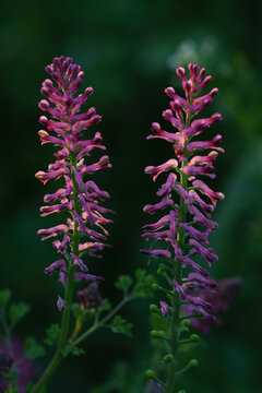 Two tall purple fumitory flower spikes blooming against dark green background