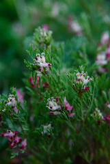 Fototapeta premium Close up of common fumitory wildflowers blooming in a green spring meadow
