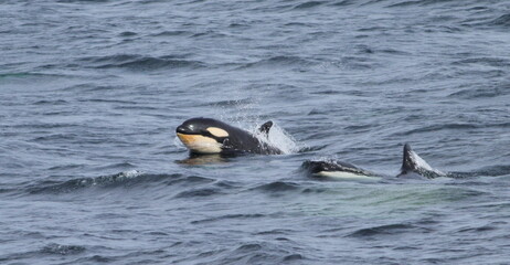 Fototapeta premium Orca