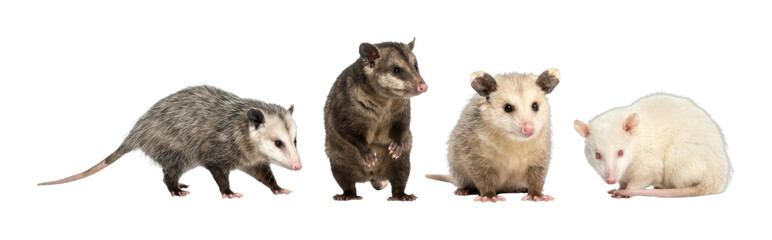 Obraz premium Four different opossums and marsupials stand together, displaying various fur colors, unique features, and natural characteristics in a detailed composition.
