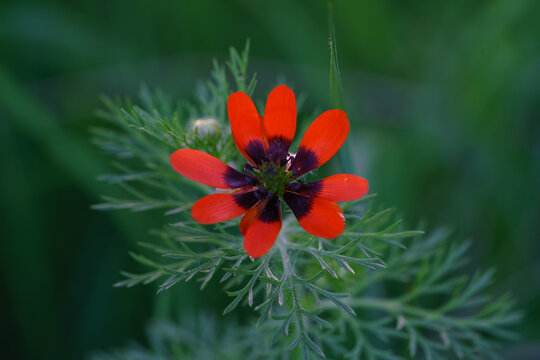 Close up of red adonis flower blooming in green nature field