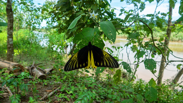 Golden bird's-wing (Ornithoptera, Troides aeacus). Famous golden butterfly catches eye with contrast of yellow and black, enhancing color. Mountainous rainforest on Borneo island, Malaysia. January