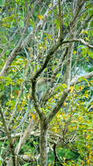 Fototapeta premium Crab-eating macaque (Macaca fascicularis) in rainforesn and sea coast of Borneo Island. The monkey waits in the depths of the forest before going outside and eating crabs Dotilla
