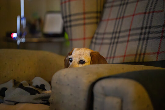 Dog waiting on a sofa at home, expressing loyalty and companionship.