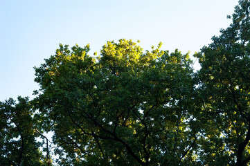 Obraz premium Tree branches with dense green leaves against a clear blue sky. Natural canopy view from below, fresh summer foliage and soft daylight creating a calm outdoor background.