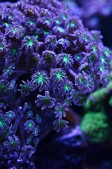 Vibrant purple and green coral polyps glowing under blue aquarium lighting