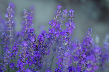 Obraz premium Purple blooming flowers of provence field. Medicinal relaxing scent herb. Lavender field blossoming season.