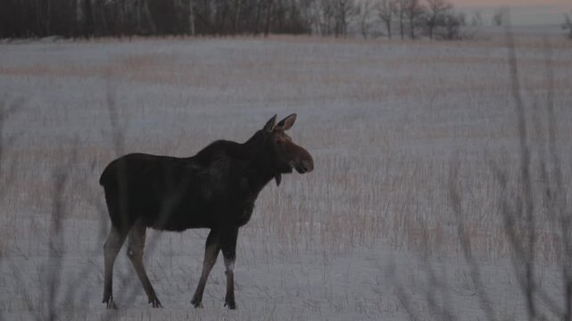 Moose in snow at sunset looking towards camera
