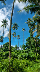 Fototapeta premium Areca palms, pinang (Areca catechu) in a rain forest covered with vines. North Sulawesi, Bunaken island, Indonesia
