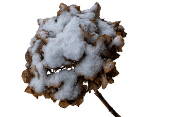 Obraz premium Dried hydrangea blooms covered in fresh winter snow