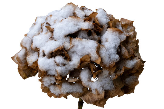 Dry hydrangea flower head covered with winter snow