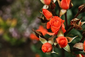 Close-up of vibrant orange rose buds and a blooming flower in a garden setting