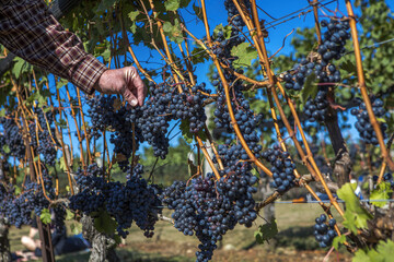 Wine Grapes on the Vine