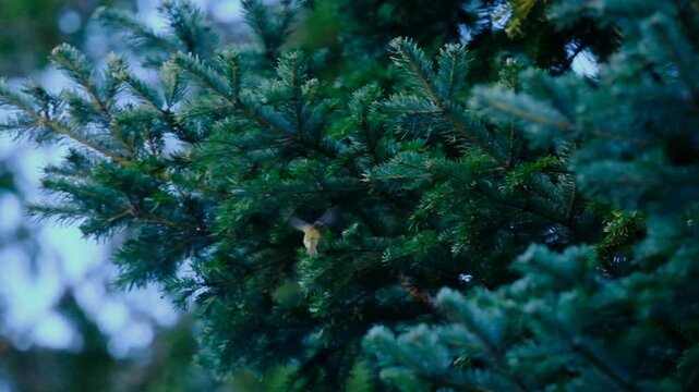Goldcrest Bird Moving Between Spruce Branches Slow Motion