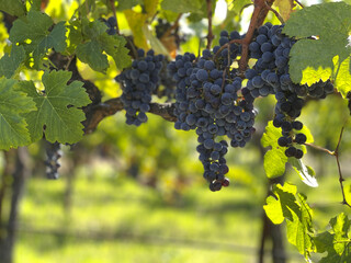 Wine Grapes on the Vine
