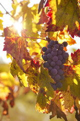 Wine Grapes on the Vine