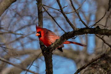 Male Cardinal in Tree