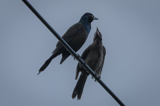 grackles on a wire