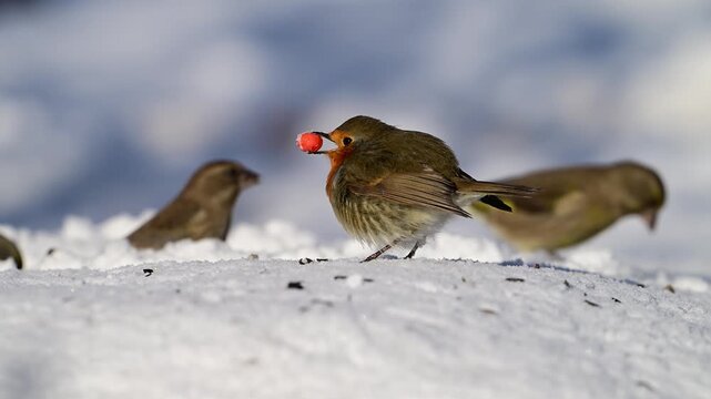 Garden Birds. Robin Erithacus rubecula. A bird in the wild feeds on berries in winter. Slow motion. Close up.
