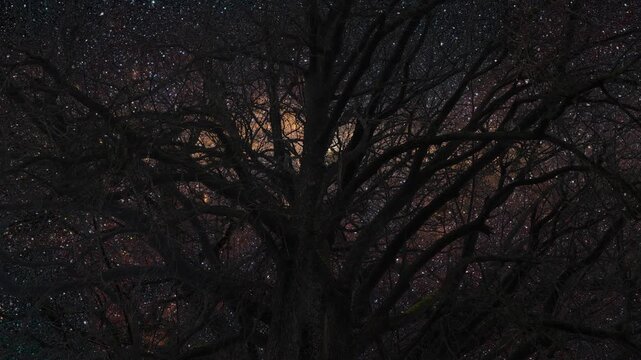 Tree in the night with noisy crow birds flying in the sky to create a spooky atmosphere..