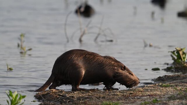 Coypu Myocastor coypus Emerging from Lake to Feed on Shore. Slow Motion. Close up.