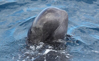 Obraz premium Pilot Whale