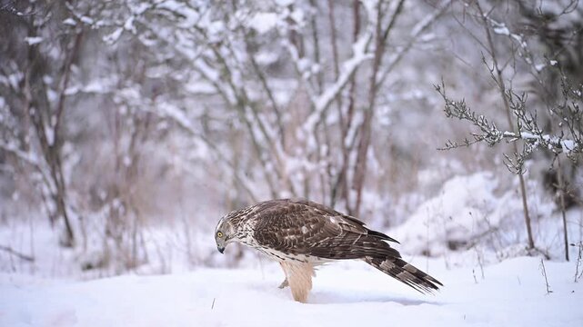 Northern Goshawk Accipiter gentilis in a winter forest. The bird of prey descends into deep snow, likely targeting prey, then i takes flight. Slow motion.