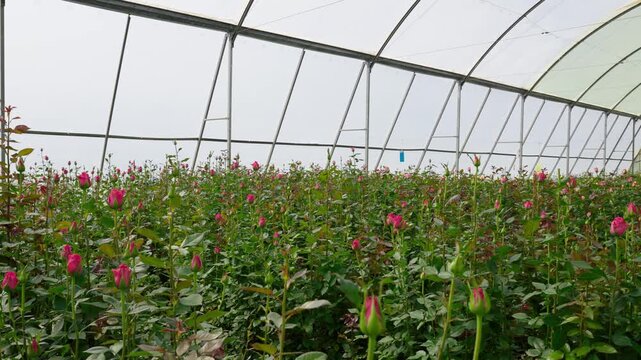 Rows of roses growing inside a greenhouse at a cut flower farm near Lake Naivasha, Kenya, part of the region&rsquo;s thriving floriculture industry. 4k panning video.