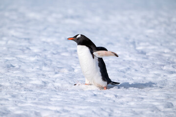 Fototapeta premium Gentoo penguins of Antarctica 