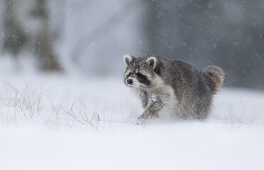 Fototapeta premium Racoon ( Procyon lotor ) close up