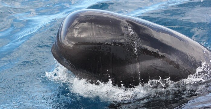 Pilot whale spying 