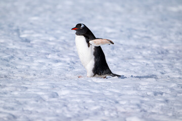Gentoo penguins of Antarctica  © Anil S Matta