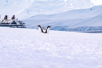 Gentoo penguins of Antarctica 